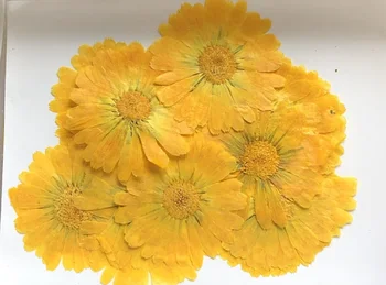 5-7cm Preslenmiş Calendula officinalis L. Kurutulmuş Çiçek Tırnak Sanat Takı İmi telefon kılıfı Davetiye Makyaj Kartı DIY