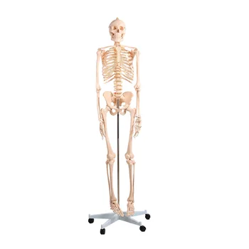 Tıp Bilimi Eğitim Mankeni ve PVC Malzeme 180 CM İnsan iskelet modeli